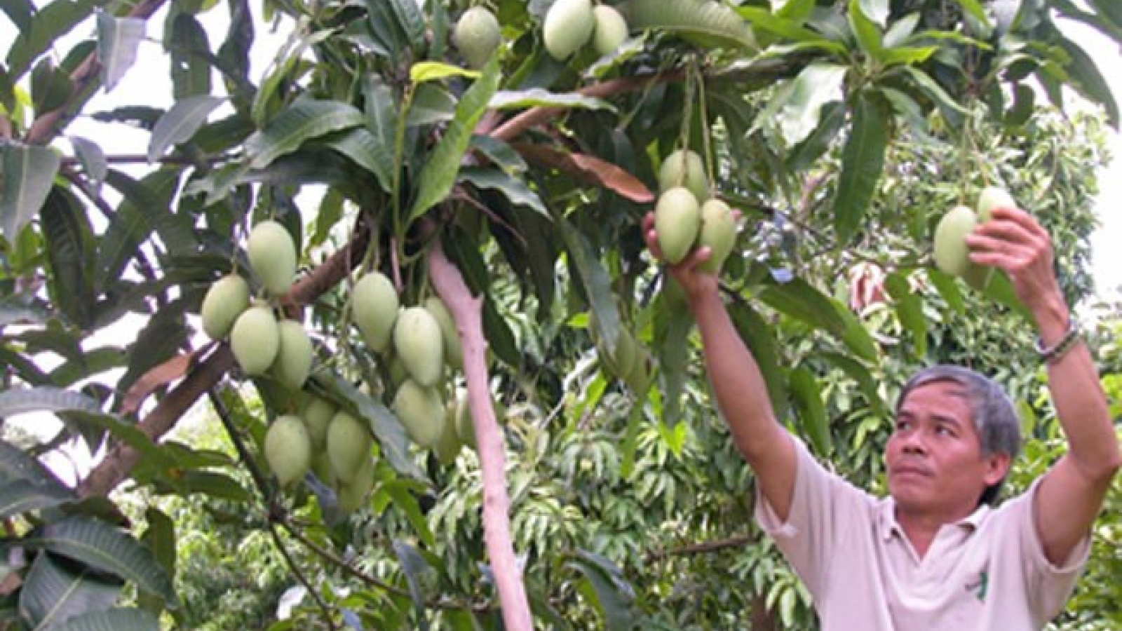 Mekong Delta urged to use advanced farming techniques