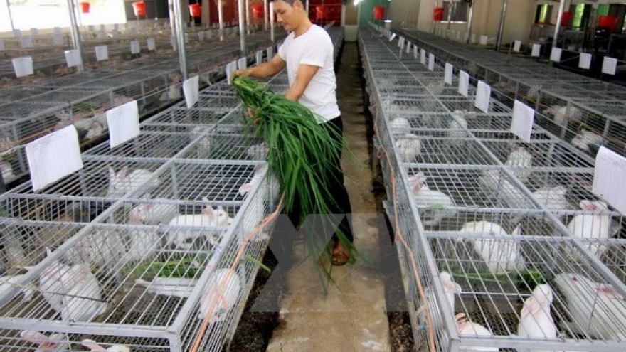 New-style cooperatives piloted in Mekong Delta