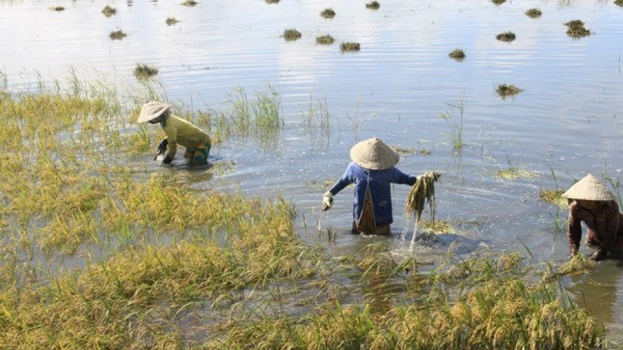 Mekong Delta region aims to fetch US$15 billion from export