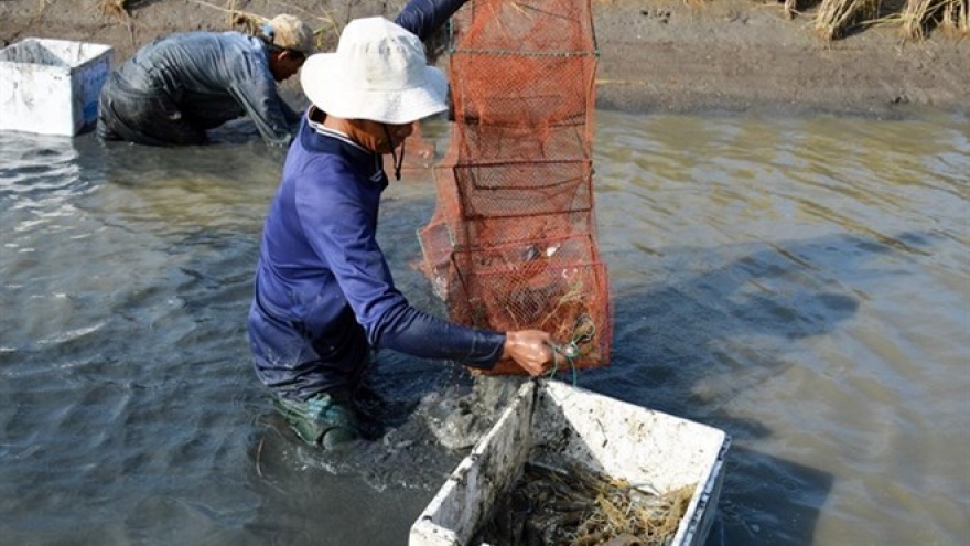 Mekong Delta farmers reap high profits from breeding giant river prawn