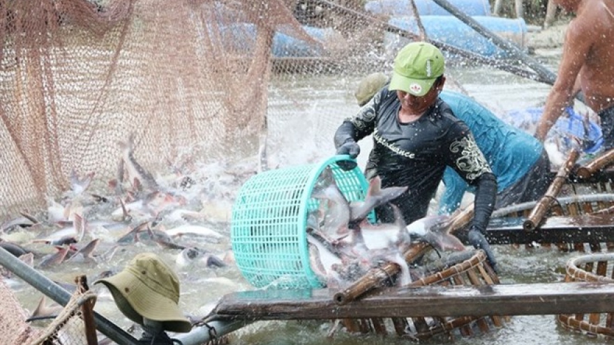 Mekong Delta uses high-tech methods to raise tra fish