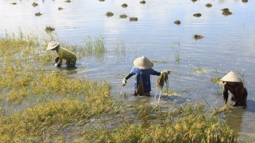 Mekong Delta floods inundate over 2,000ha of rice
