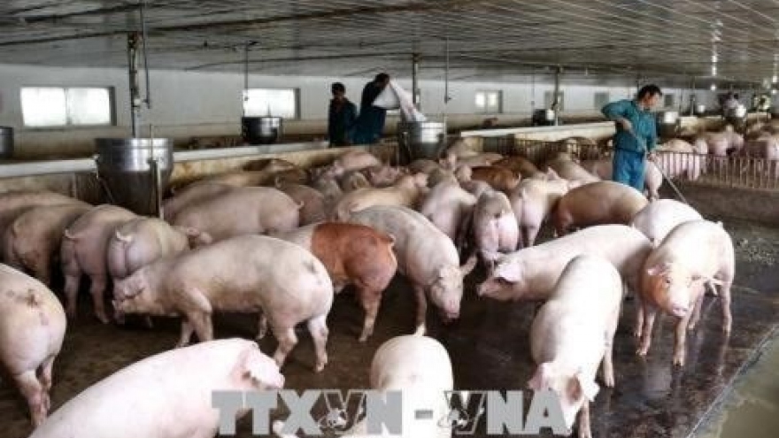 
        Ministry takes steps to prevent entry of African Swine Flu
                              