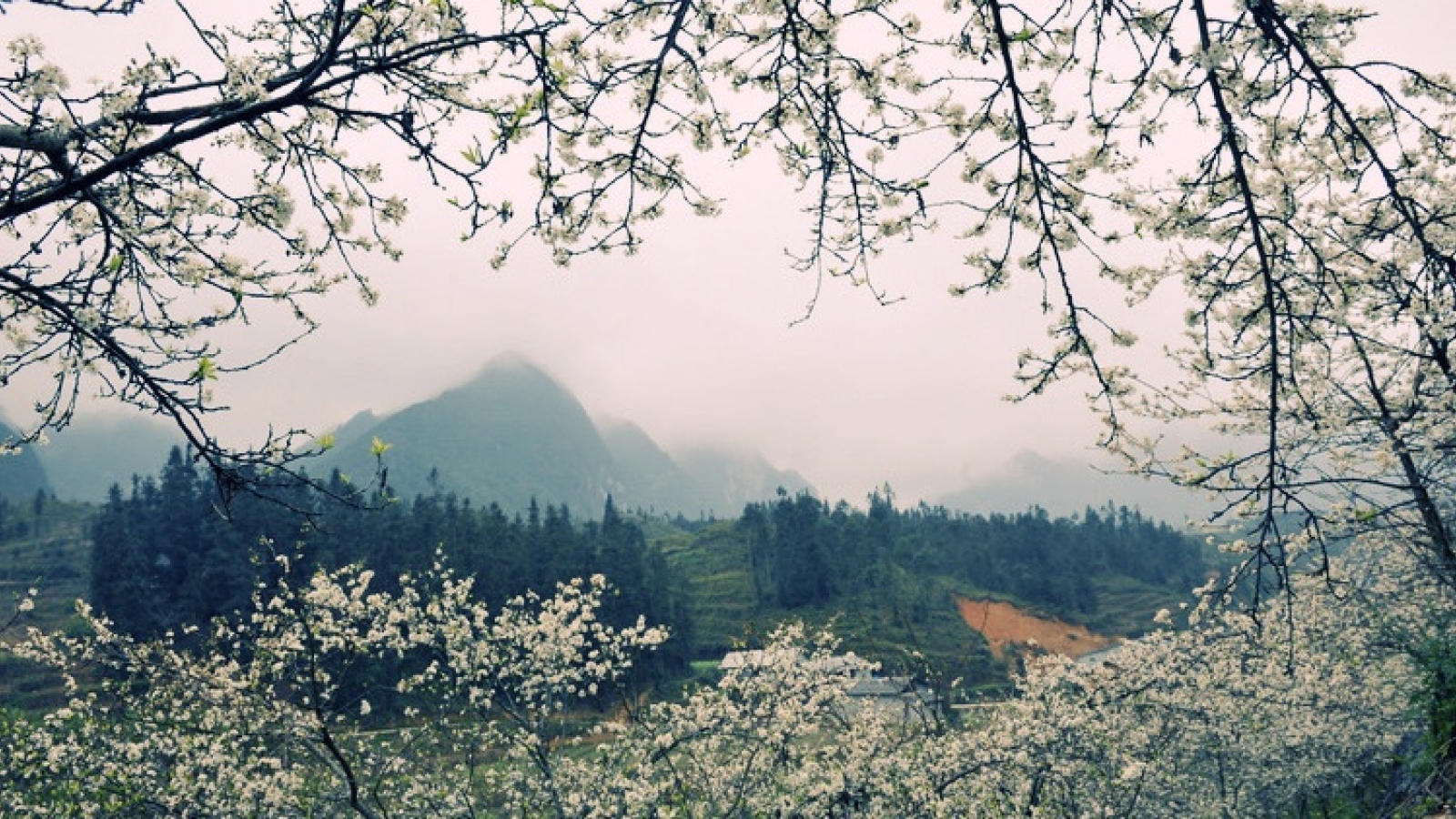 Moc Chau- a plateau of flowers