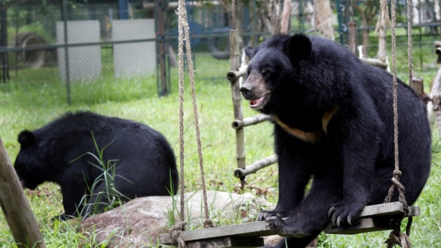 Vietnam vows to free 1,000 bears from brutal bile farms by 2020