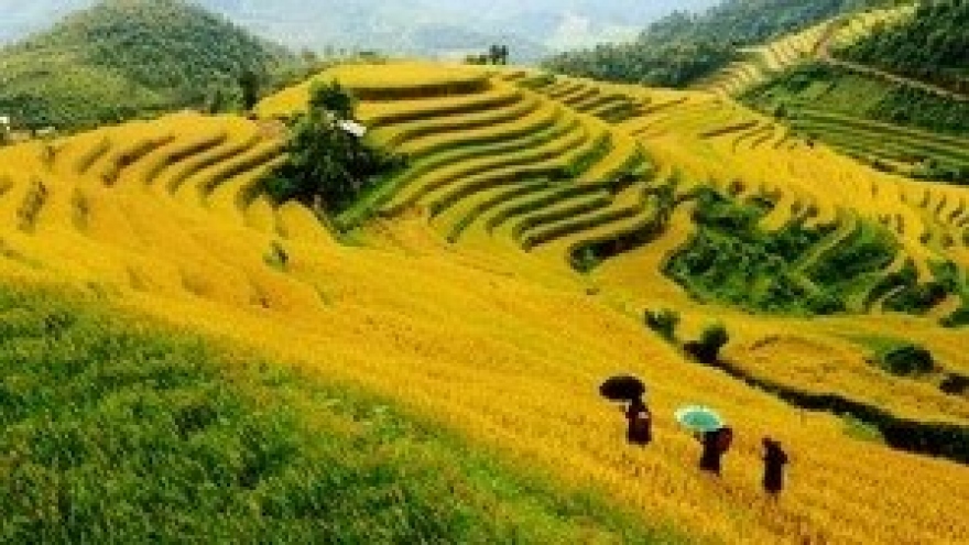 National week honours Mu Cang Chai terraced paddy fields