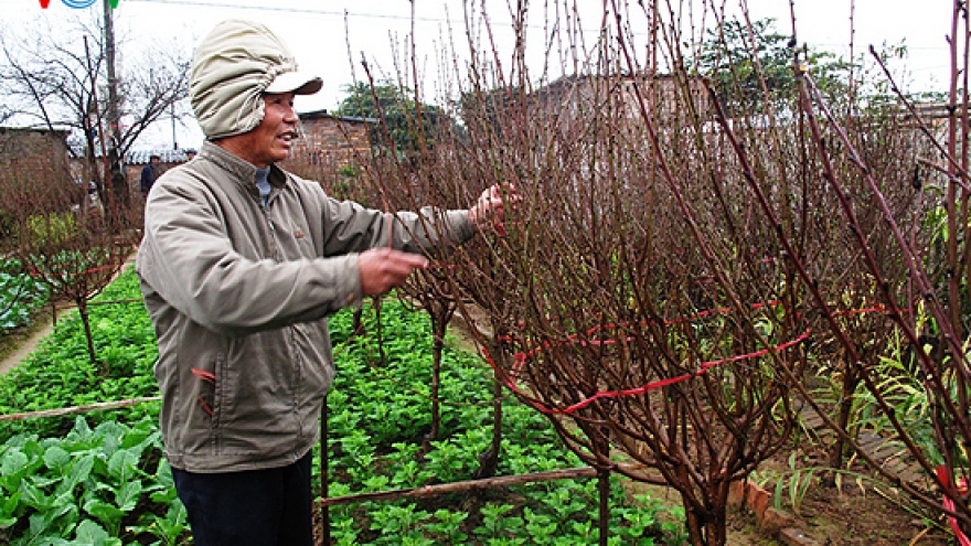 Peach trees under threat of crop failure 