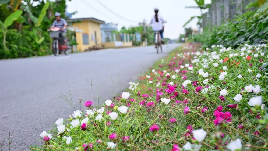 Flowers brighten up countryside street