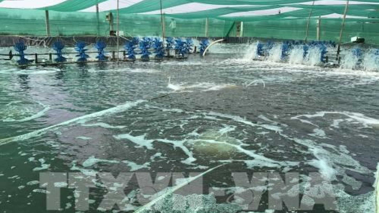 High-tech shrimp breeding brings higher profits to farmers