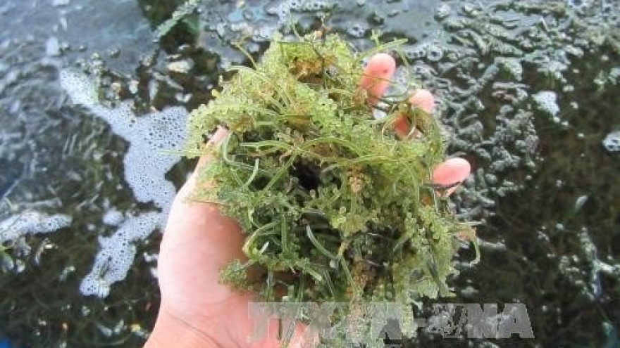 Ninh Thuan: sea grapes farming produces high profit