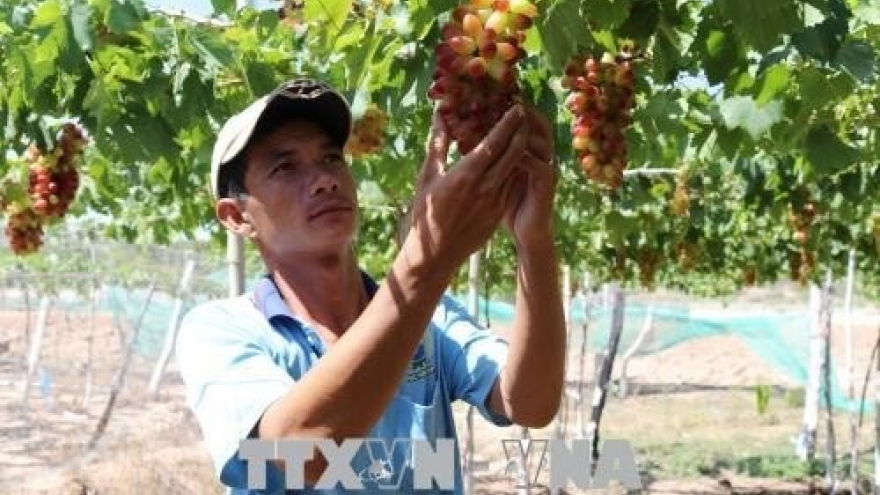 Ninh Thuan to grow more new, high-quality grape