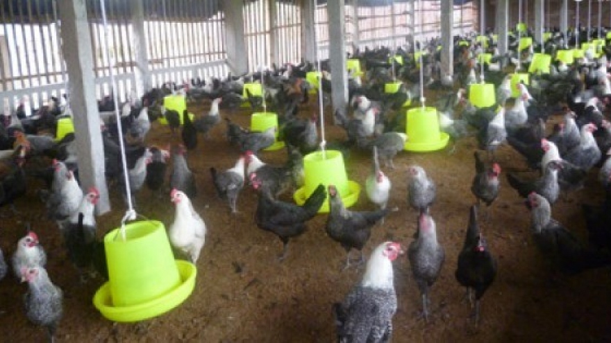 No new cases of H5N1 bird flu in humans reported since 2014