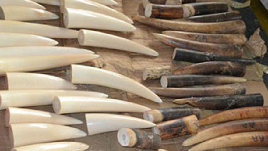 Noi Bai airport customs officers uncover ivory tusk product transport