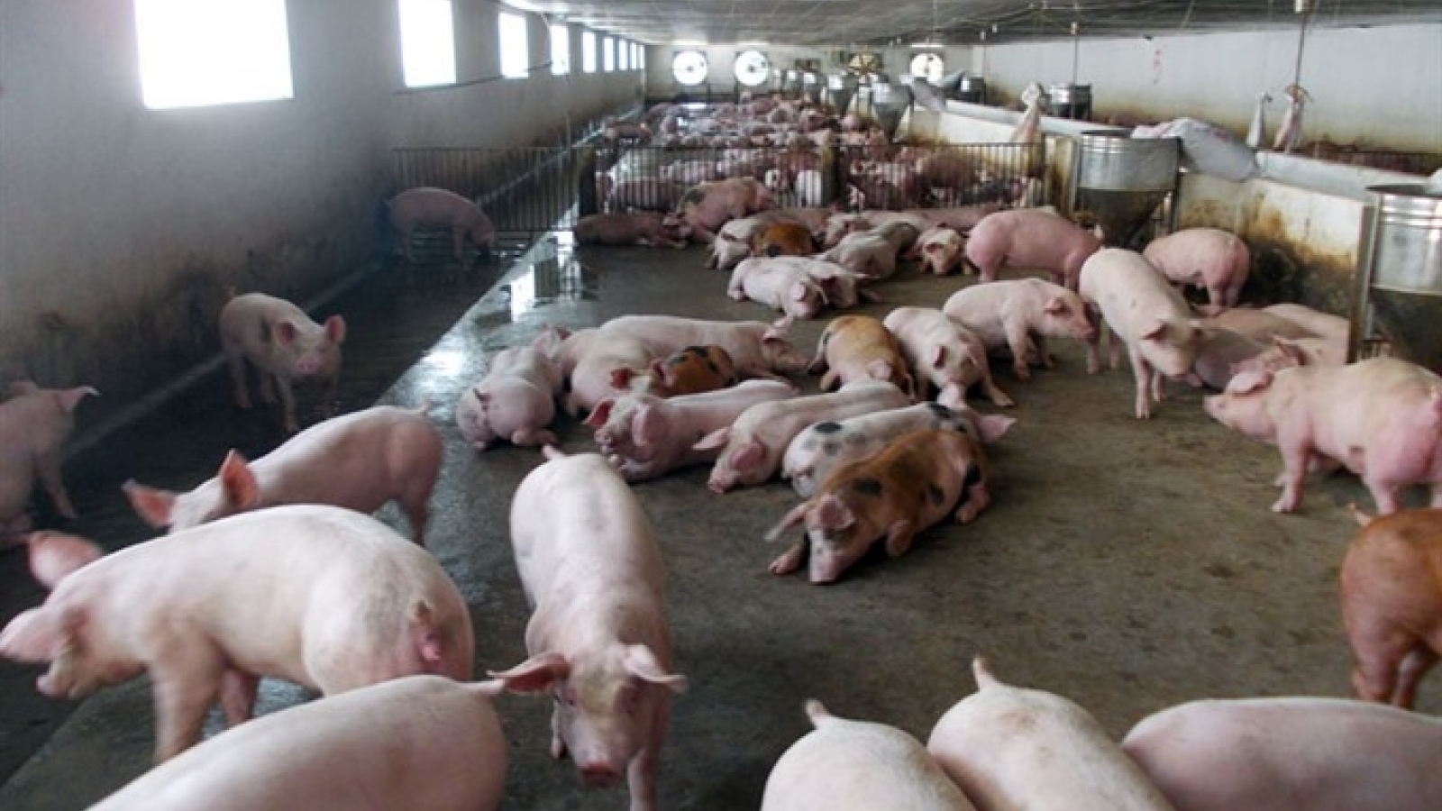 Production chains vital for pork industry, say experts