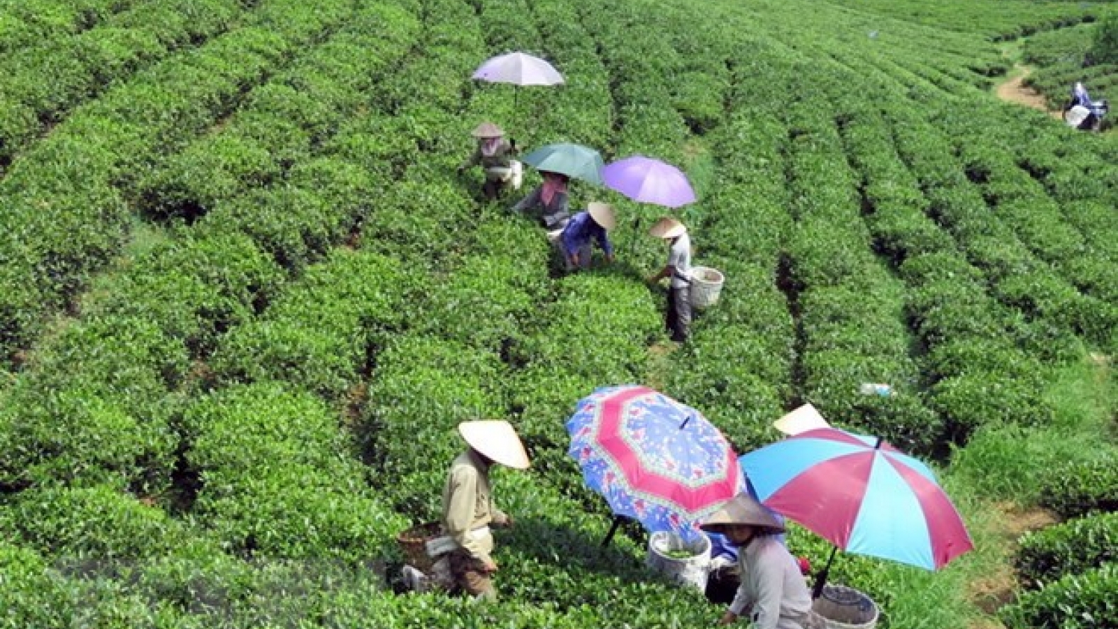“OCOP” fair to be held in Thai Nguyen
