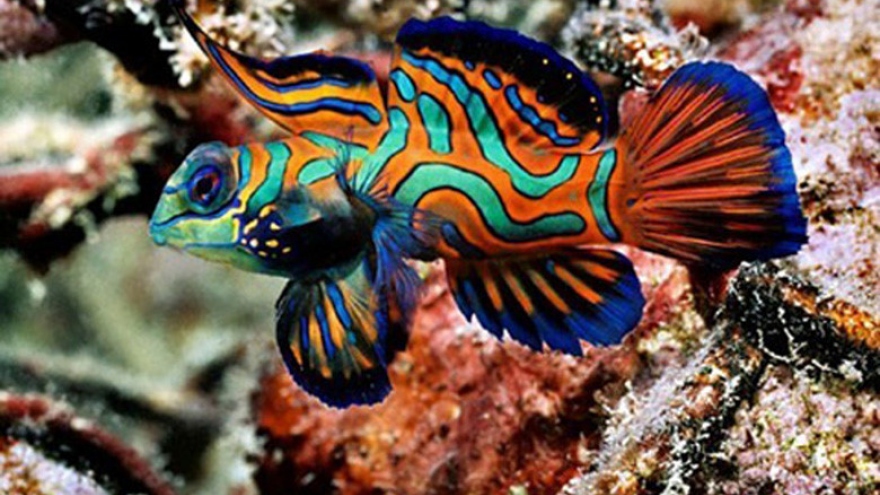 
        Ornamental fish: Swimming jewels of Vietnam
                          
                      
