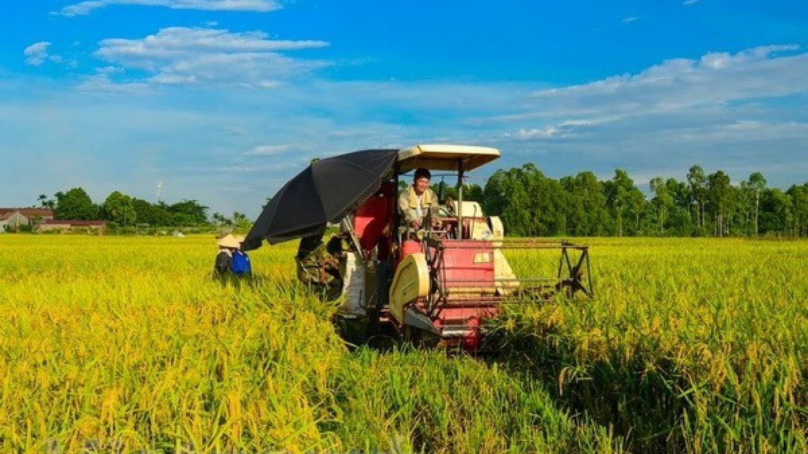 Organic rice project underway in Hai Phong