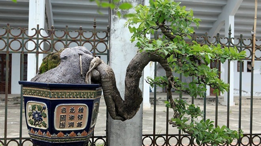 Ornamental plant and bird exhibition opens in Hanoi