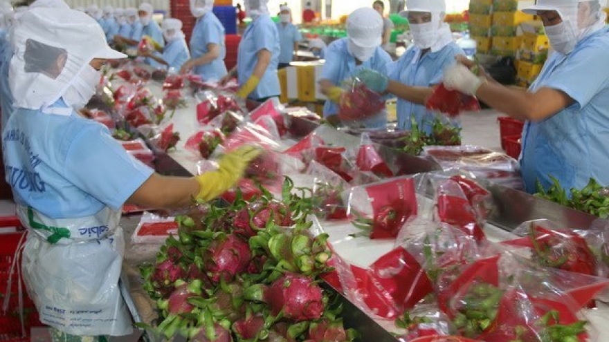 Over 1,500 tonnes of dragon fruits shipped to China via Lao Cai border gate