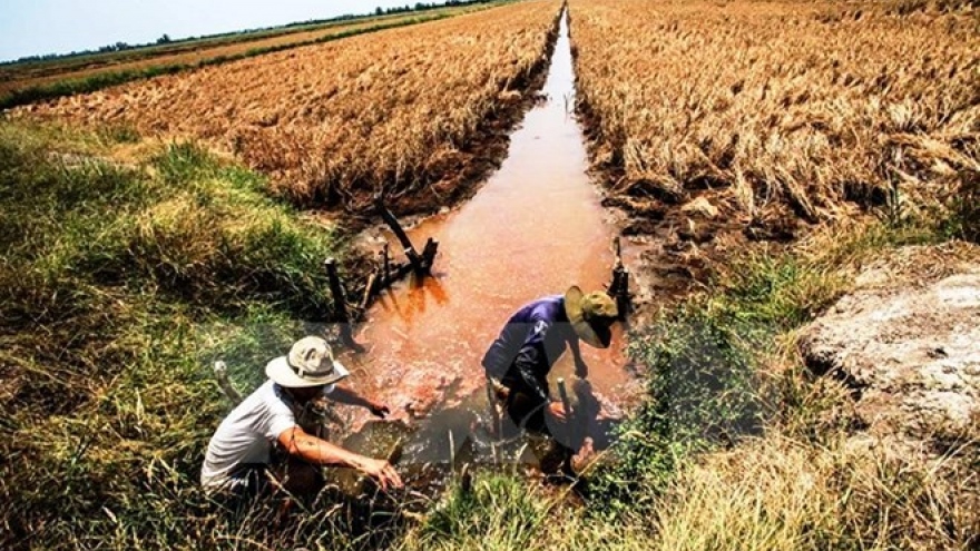 Over 40,000ha of rice to be hurt by saline intrusion in Hau Giang