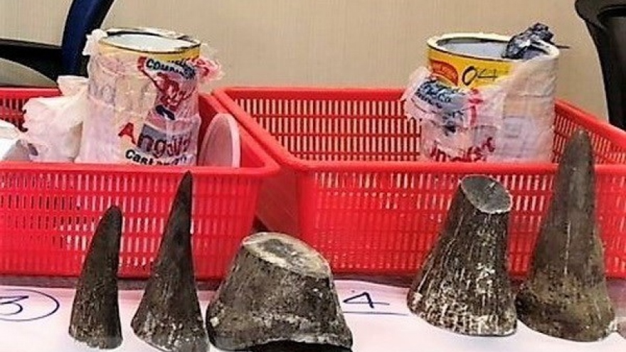 Over 7kg of rhino horns seized at Tan Son Nhat airport