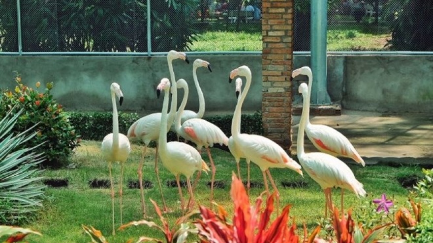 Sai Gon Zoo opens flamingo garden, water park