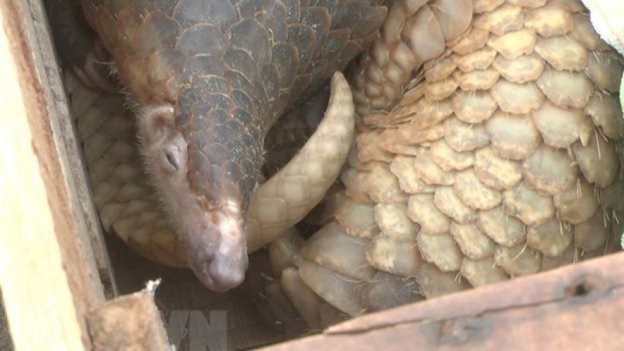 39 pangolins handed over to Cuc Phuong National Park