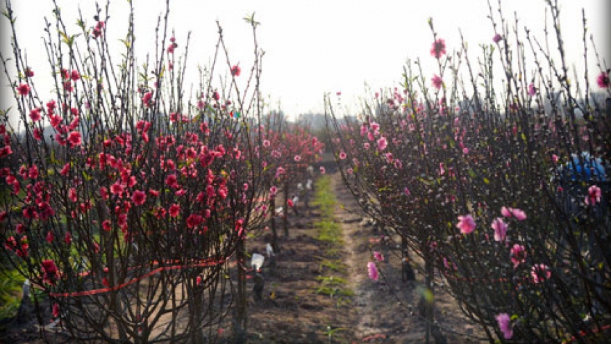 Peach trees in full bloom for TET 