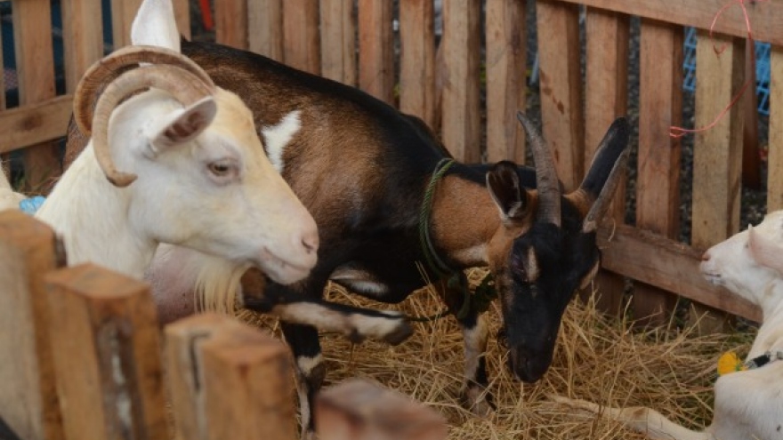 Special Report: Central Livestock Market in Southern Border Region