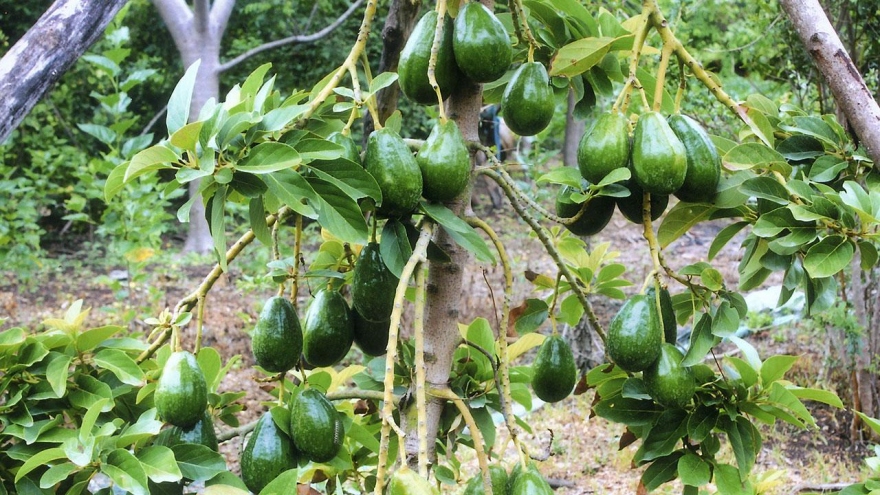 Avocado cultivation for Lampang folks