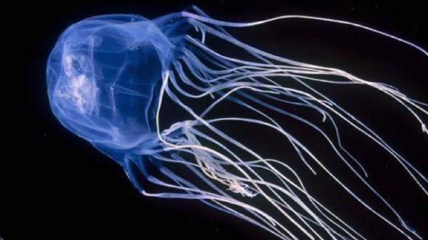 Tourists visiting Pha Ngan warned of box jellyfish
