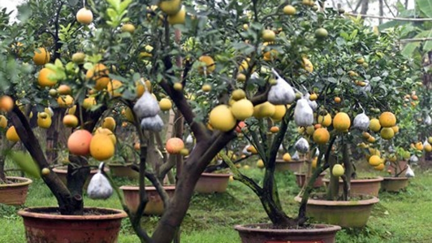 Farmer’s hard graft with big citrus earns him millions