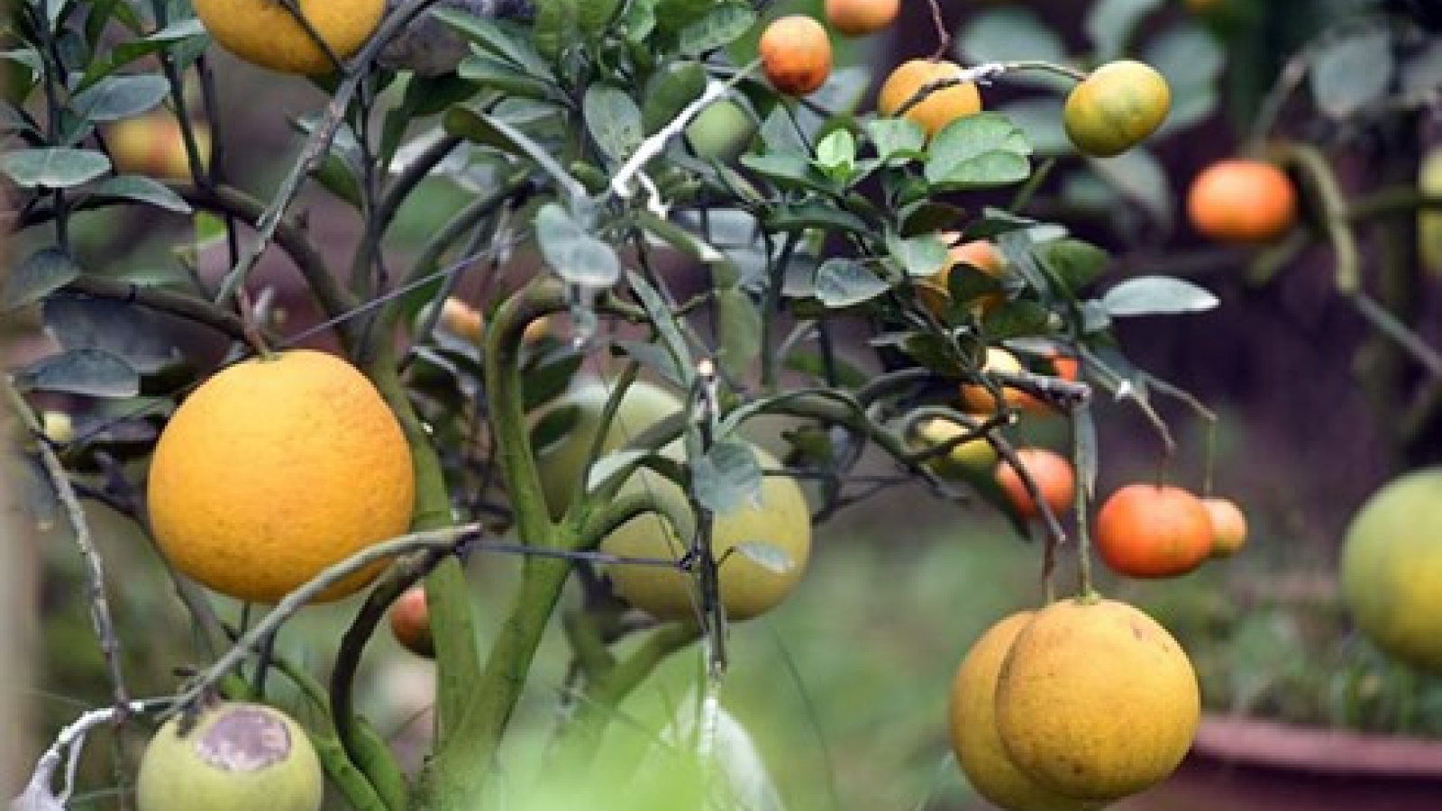 Orange trees yield unexpected results for ethnic groups in Yen Bai