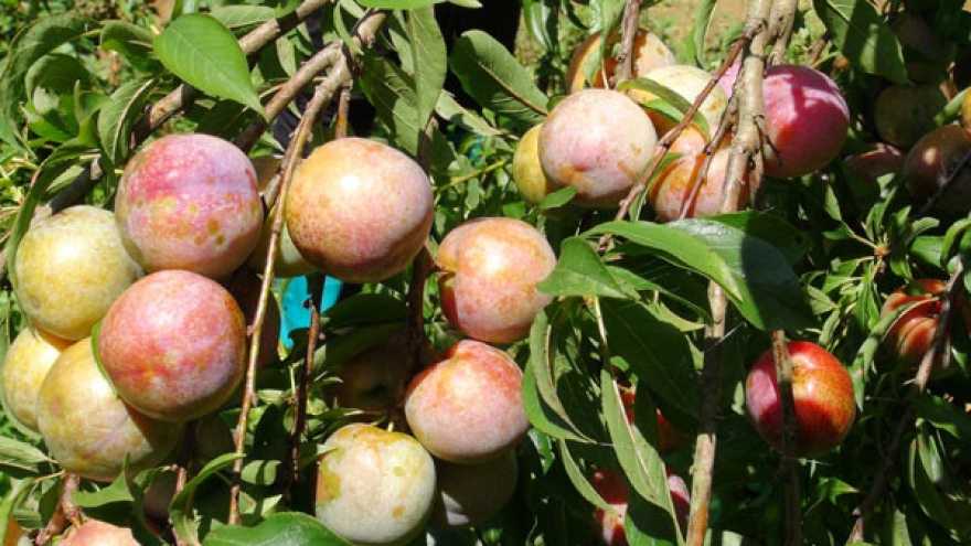Plum harvest season begins in Bac Ha