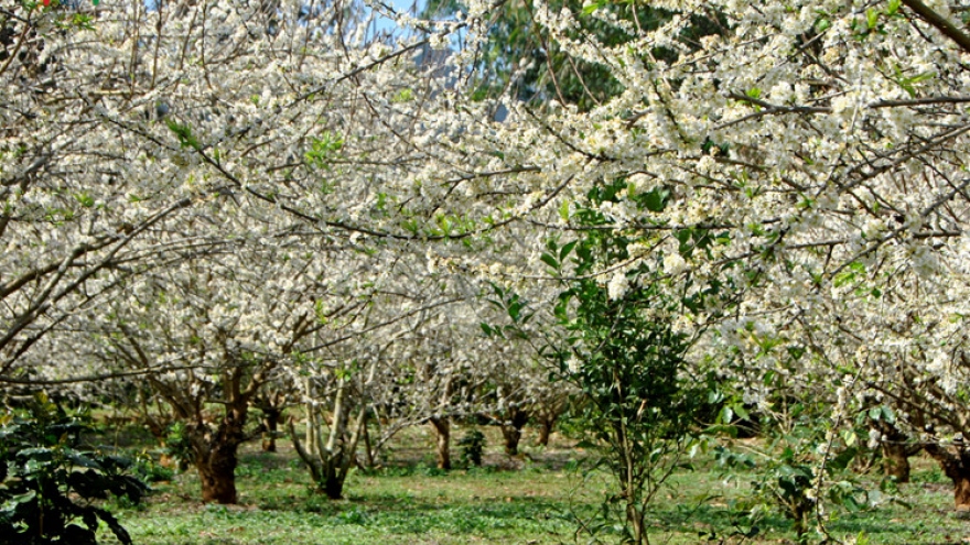 
        Plum flower in full bloom in Son La province
                          
                      