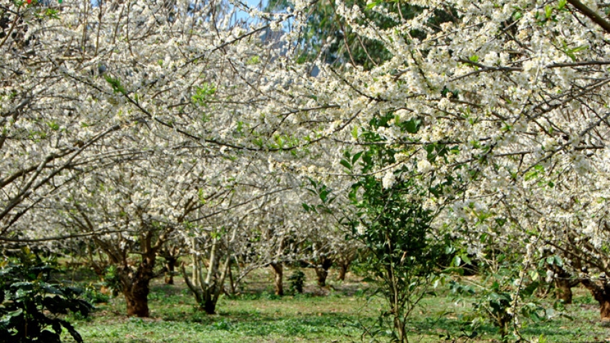 Plum flower in full bloom in Son La province