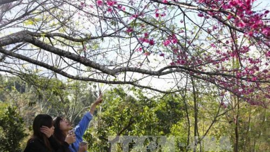 Cherry blossom festival to return to Pa Khoang, Dien Bien