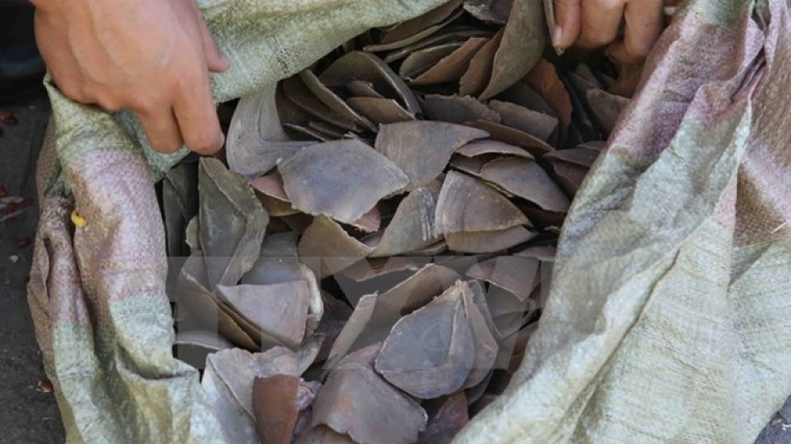 Smuggled pangolin scales discovered at Noi Bai airport