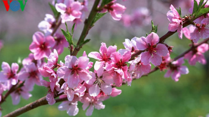 Nhat Tan peach blossoms for Tet