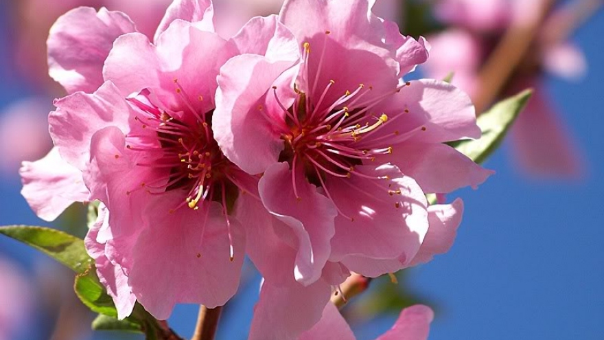 Lunar New Year gathering with expats in Vietnam