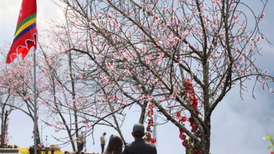 Peach blossoms in bloom help to brighten up Sa Pa