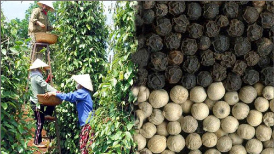 Vietnam remains world’s leading pepper exporter