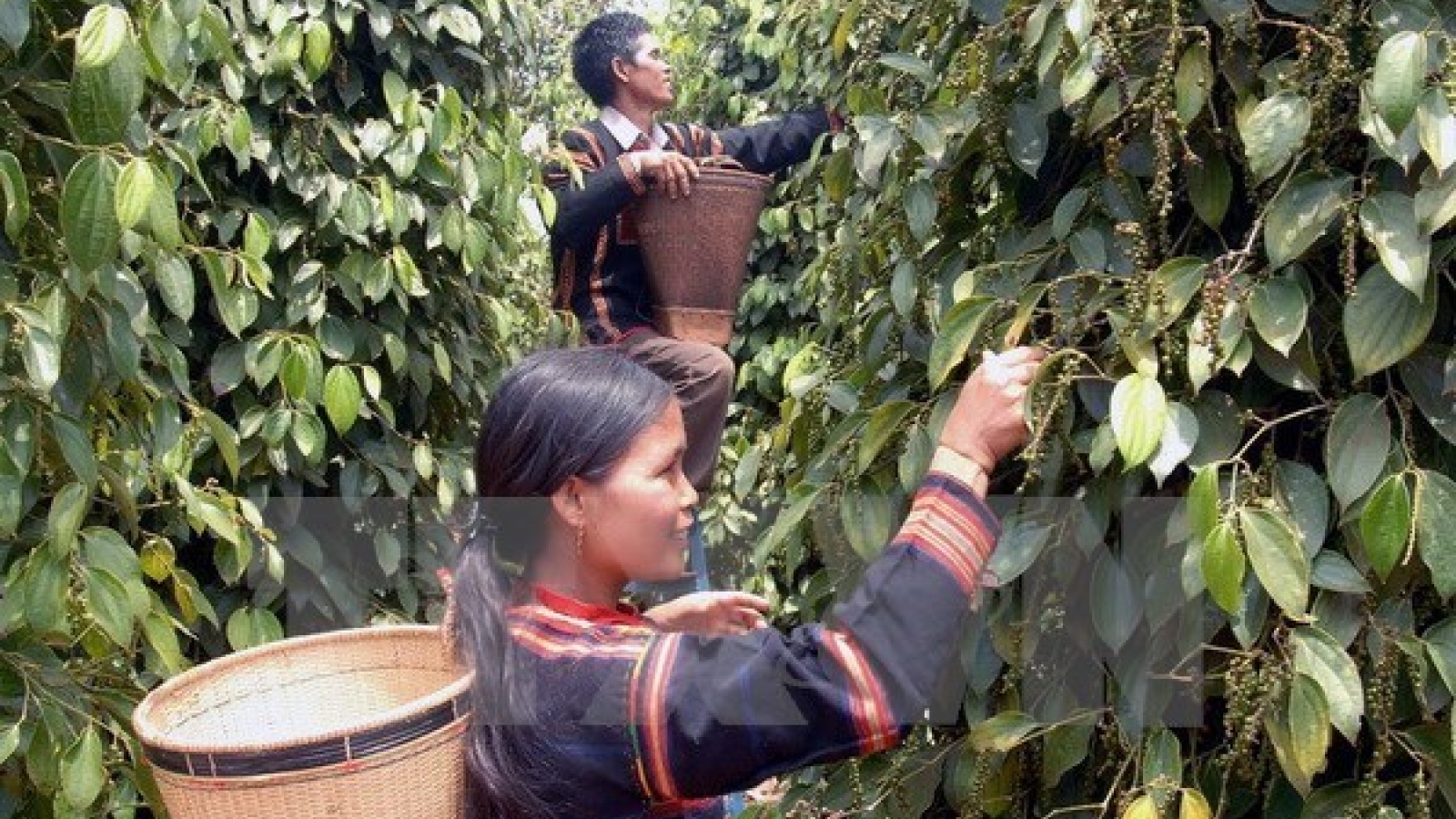 Ministry: Pepper remains key export in 2017