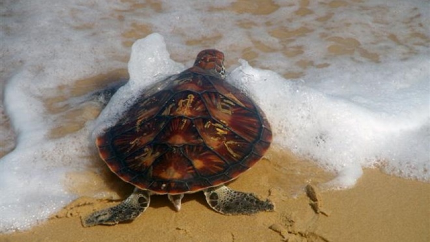 Phu Yen: Rare sea turtle returned to nature