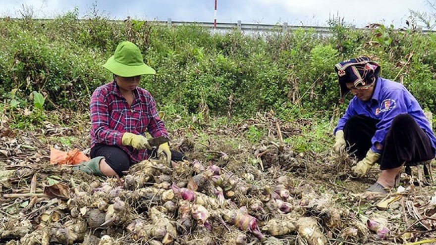 Plant of Vietnamese firm inaugurated in Lao province