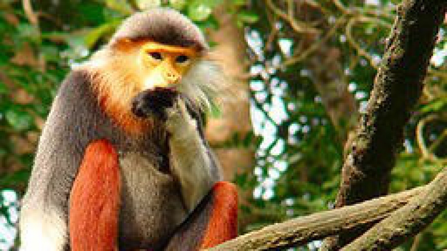 Red-shanked douc langurs discovered in Thua Thien-Hue