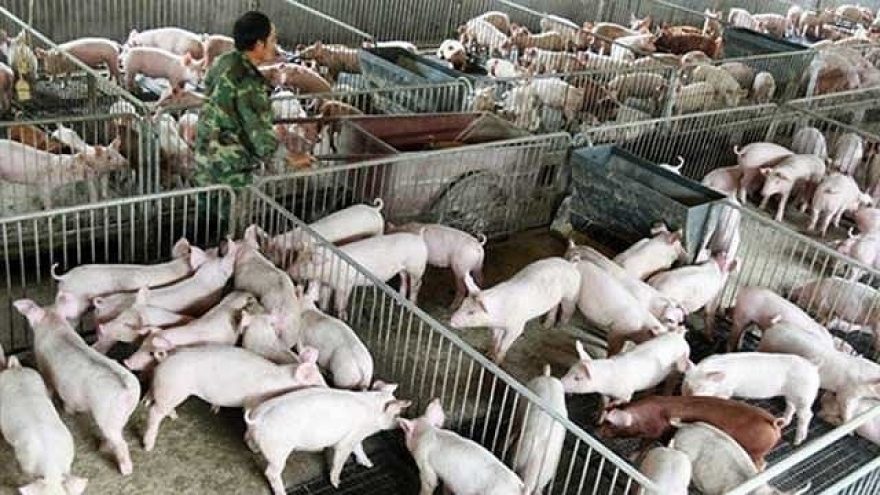 
        Preparations made to cope with swine fever
                              