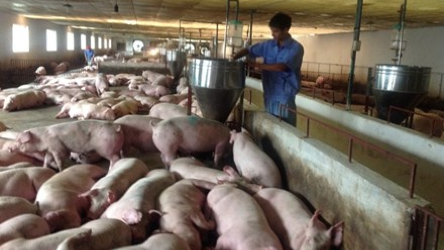 Five measures proposed to save pig-farming industry