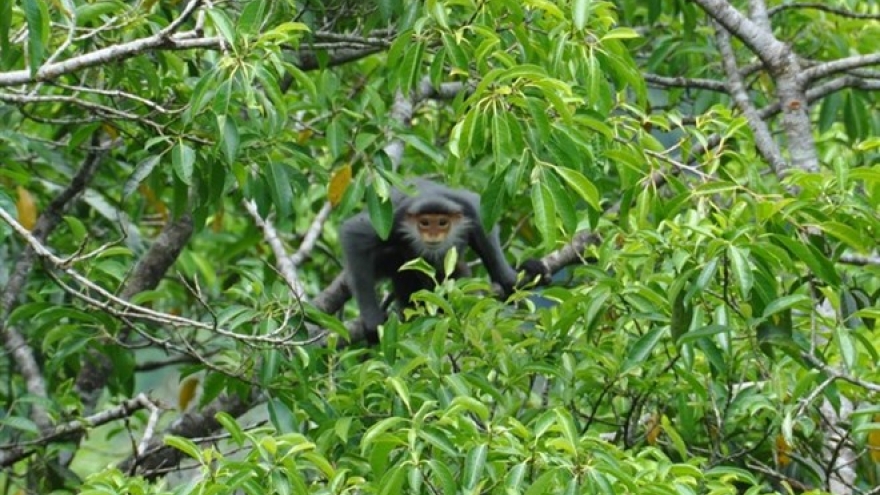 Quang Nam province protects primates from peril