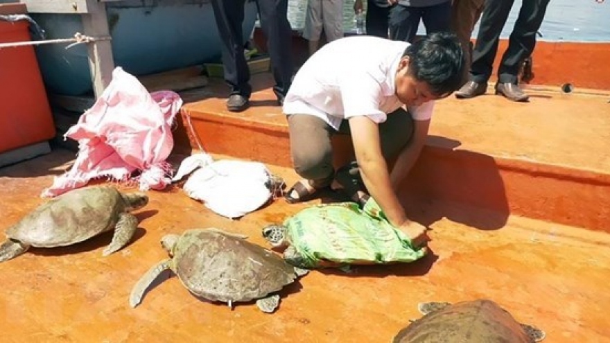 Quang Nam to release seven rare turtles back to nature